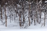 Мурманск, image of landscape/habitat.