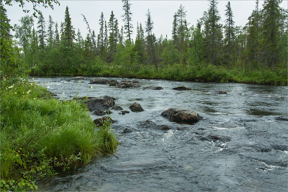 Коалланйоки, image of landscape/habitat.