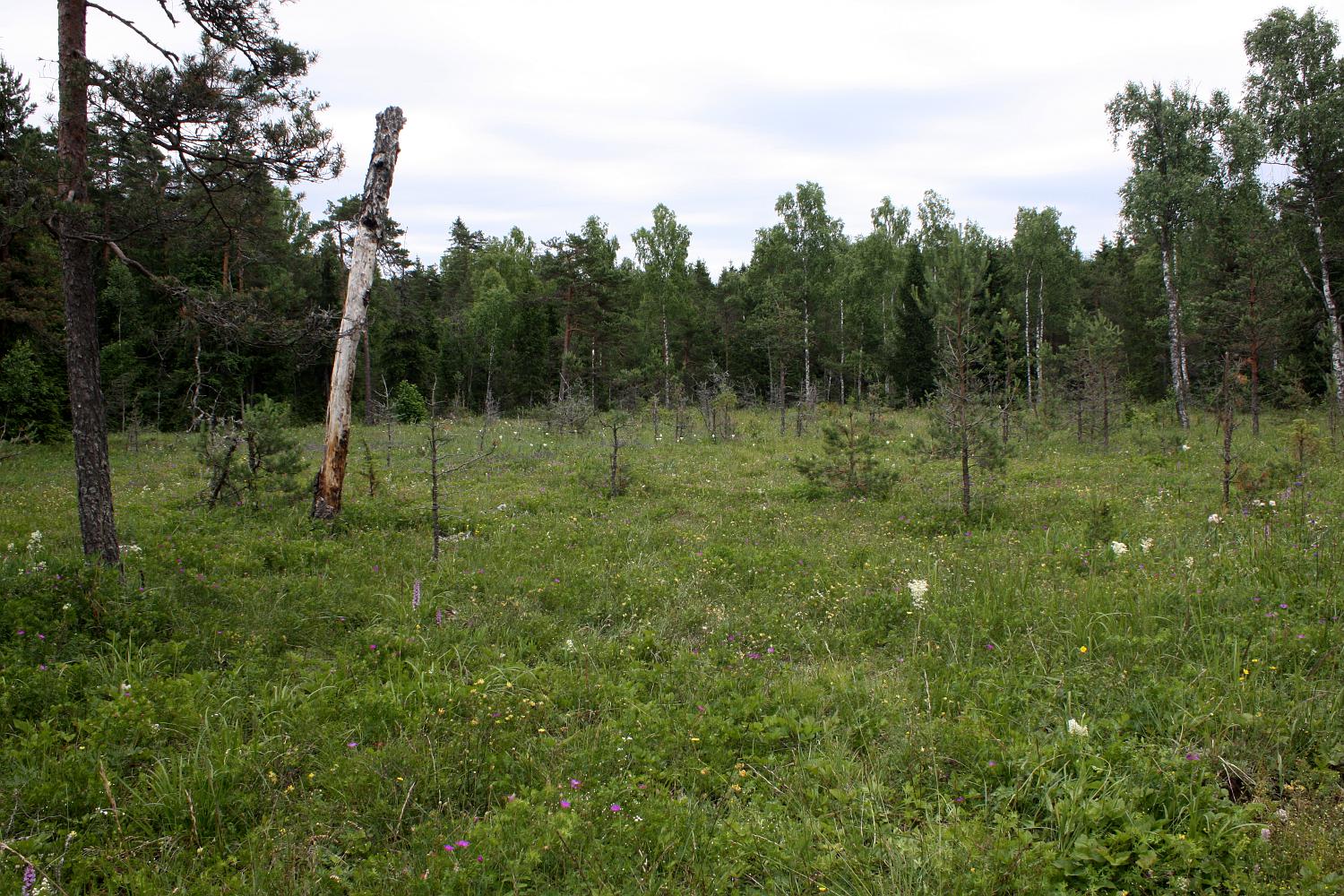 Альварный лес, image of landscape/habitat.