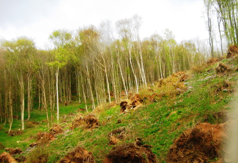 Чатыр-Даг Северный макросклон, image of landscape/habitat.