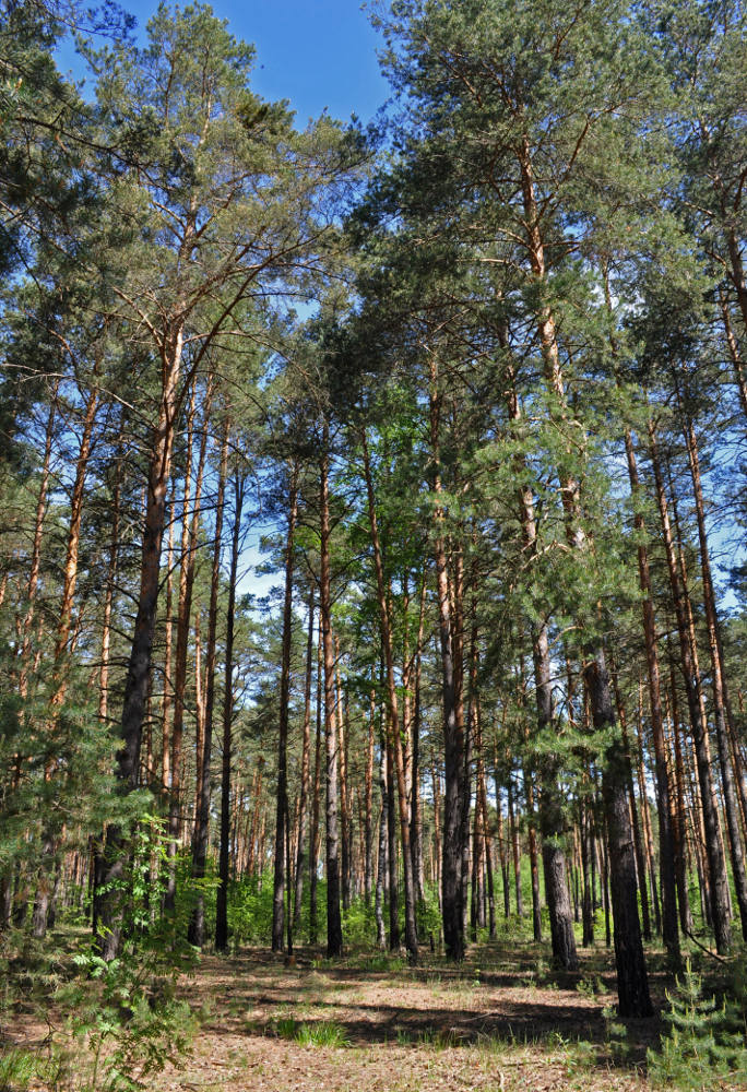 Окрестности поселка Белопесоцкий, image of landscape/habitat.