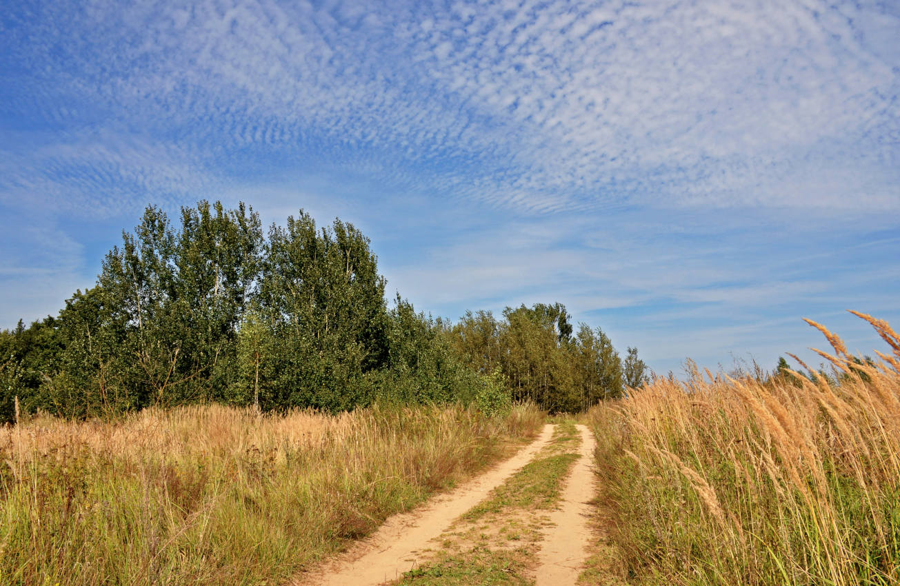 Железнодорожный, image of landscape/habitat.