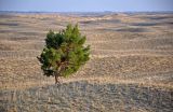 Голубинские пески, image of landscape/habitat.