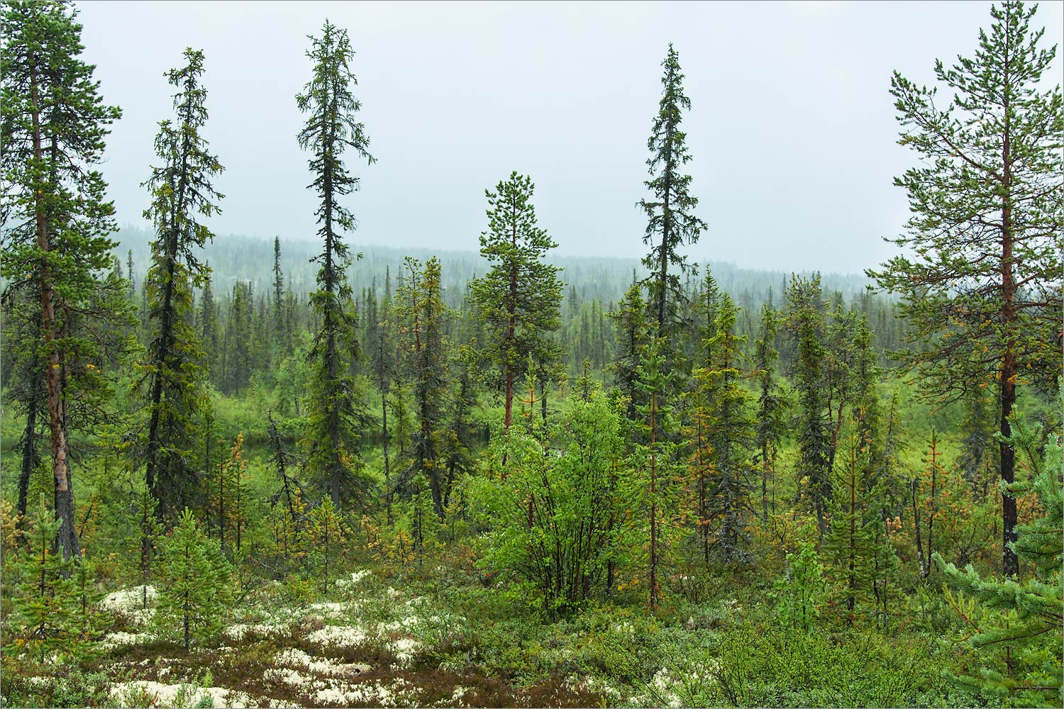 Коалланйоки, изображение ландшафта.