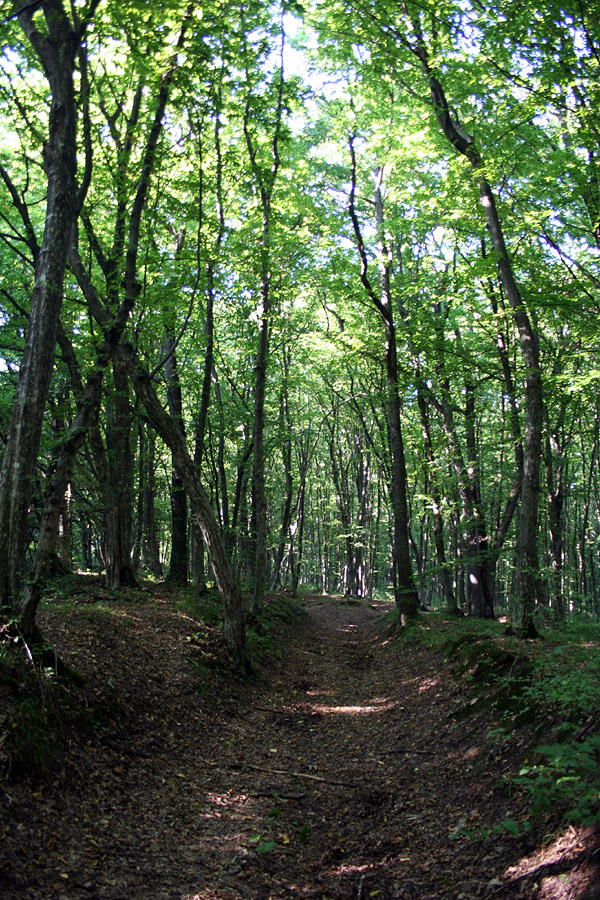 Совин Яр, image of landscape/habitat.