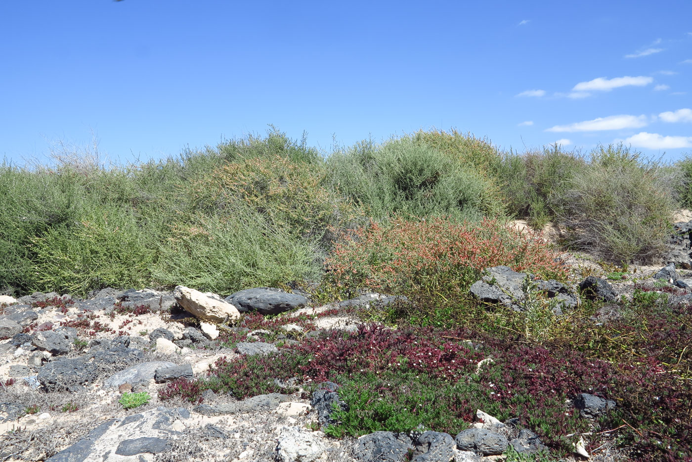 Эль Котильо и окрестности, image of landscape/habitat.