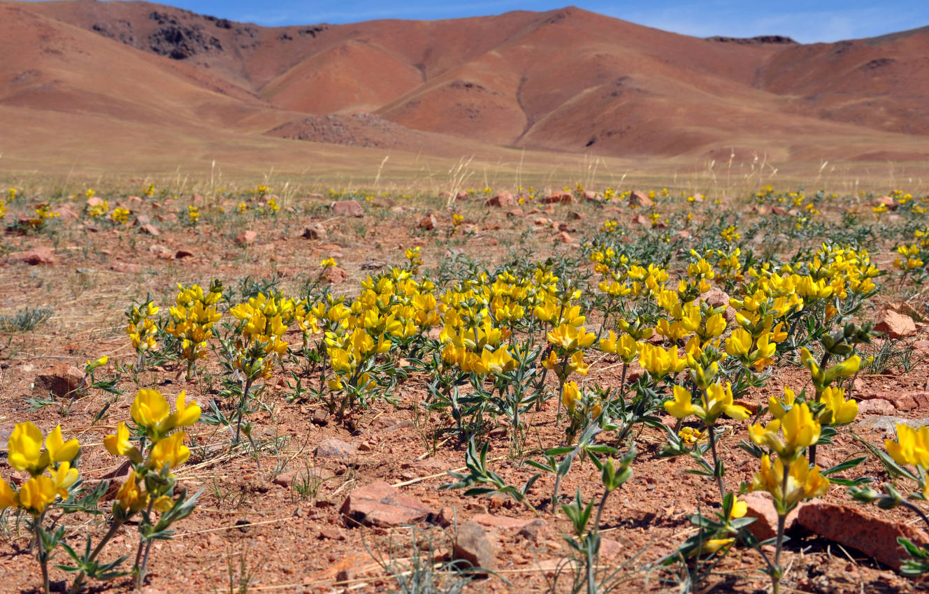 Западные отроги хребта Хангай, image of landscape/habitat.