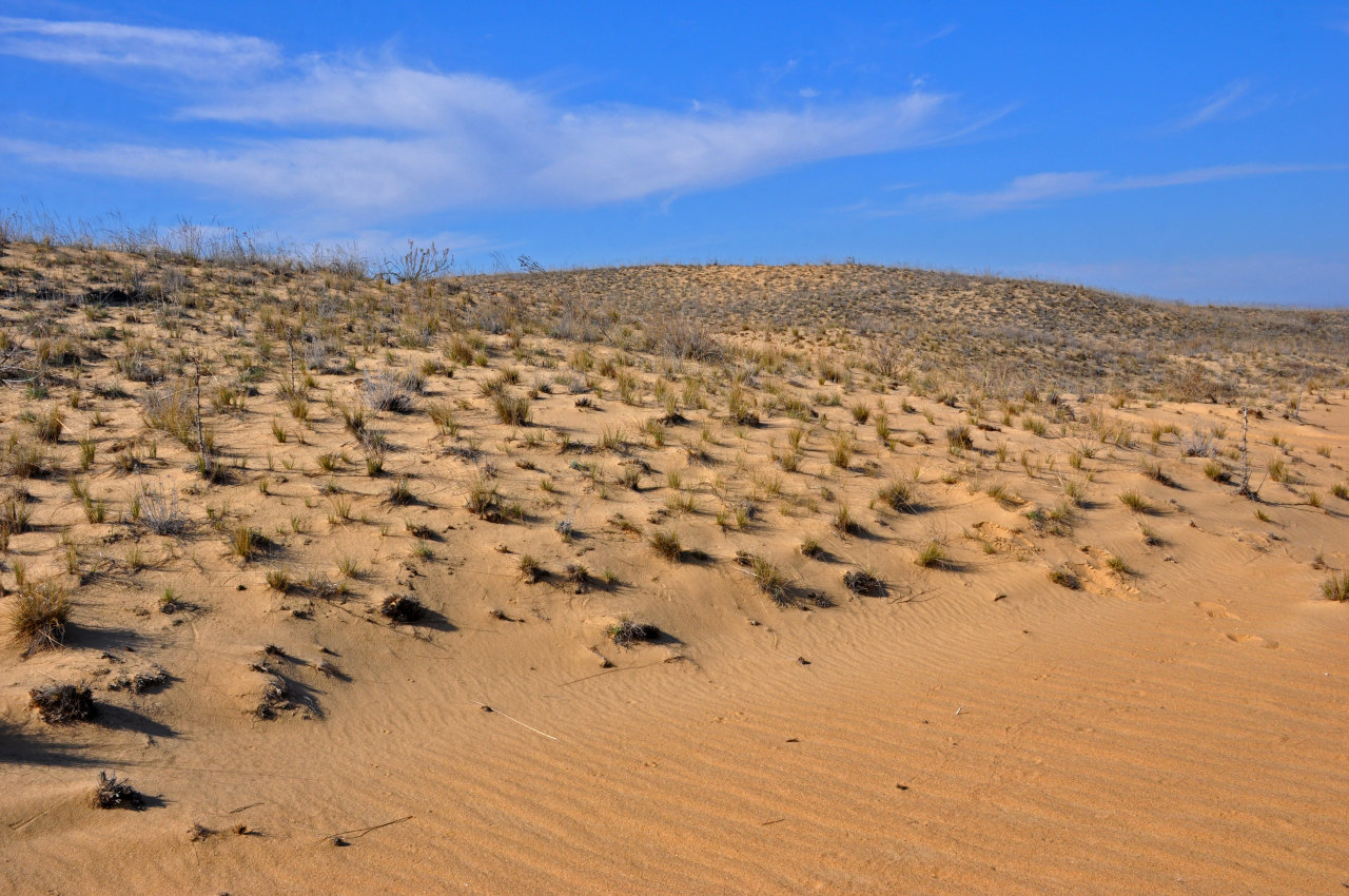 Голубинские пески, image of landscape/habitat.