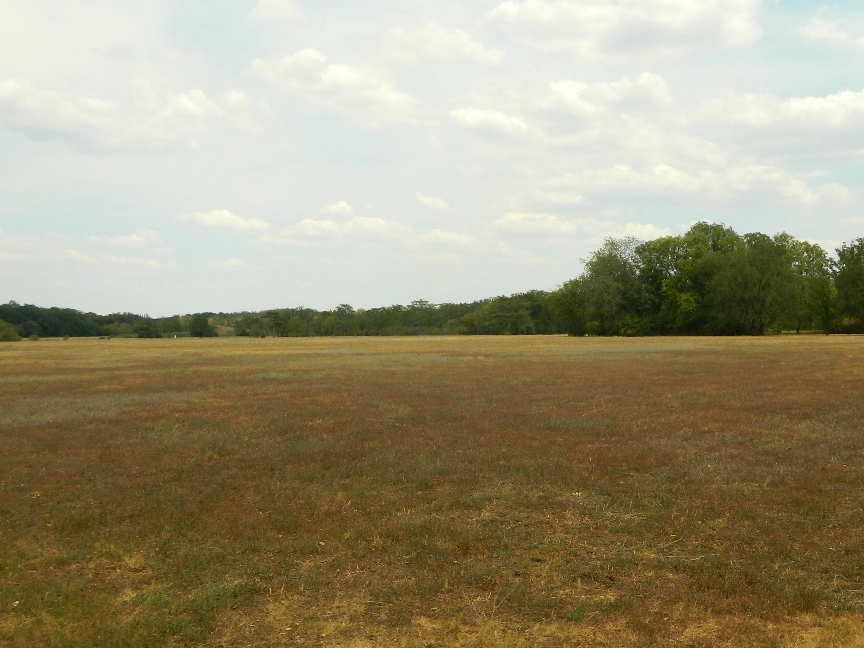 Дендропарк "Аскания-Нова", image of landscape/habitat.