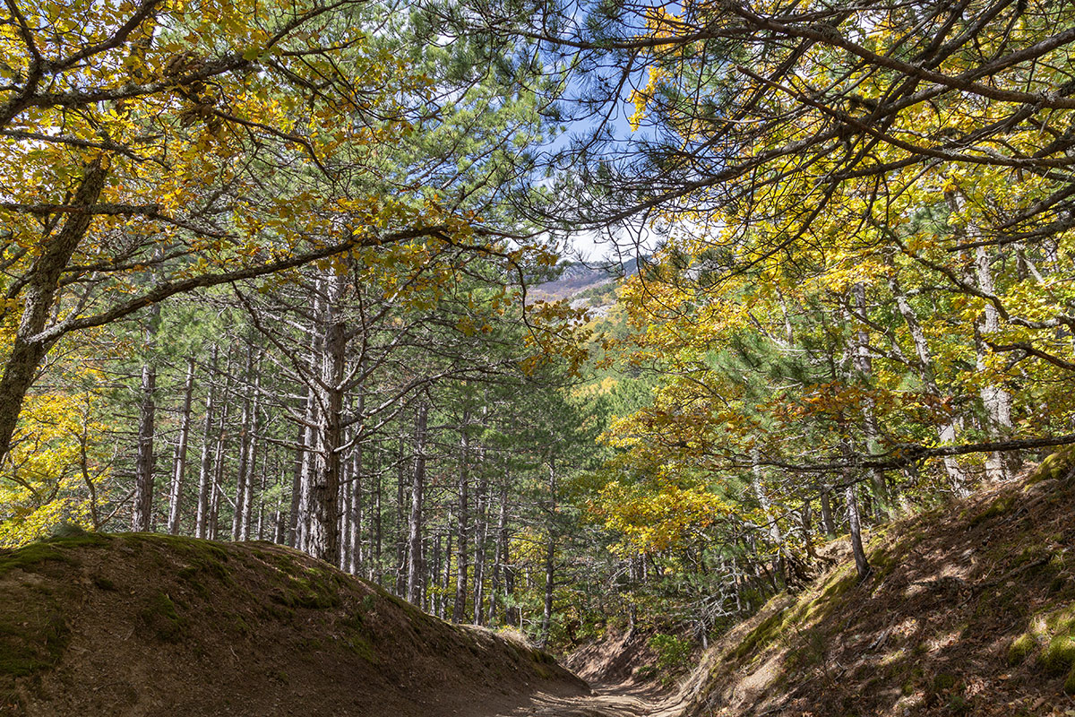 Урочище Парагильмен, image of landscape/habitat.