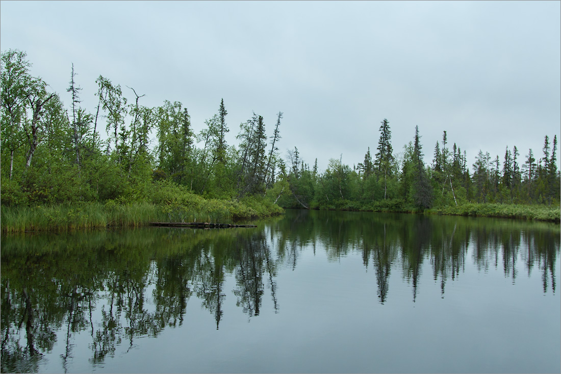 Коалланйоки, image of landscape/habitat.