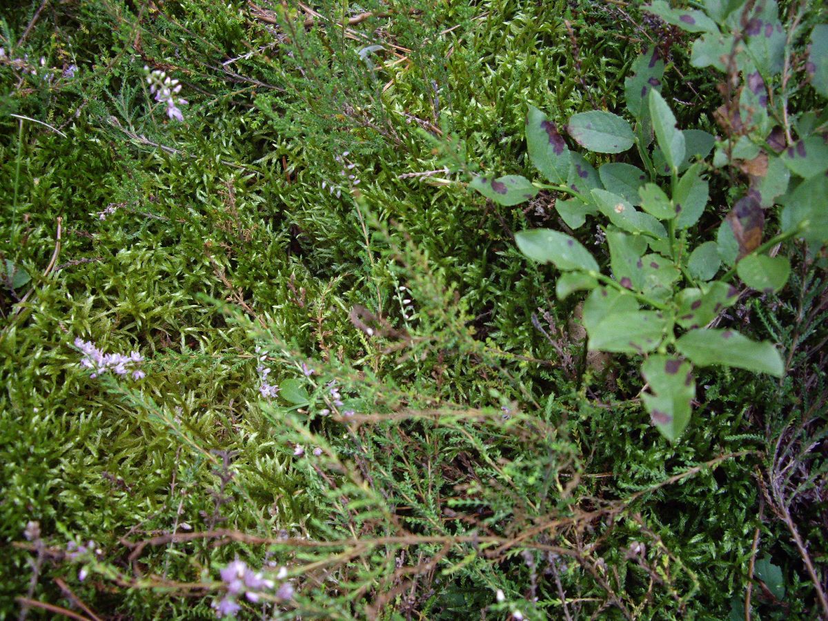 Лес возле деревни Мирин, image of landscape/habitat.