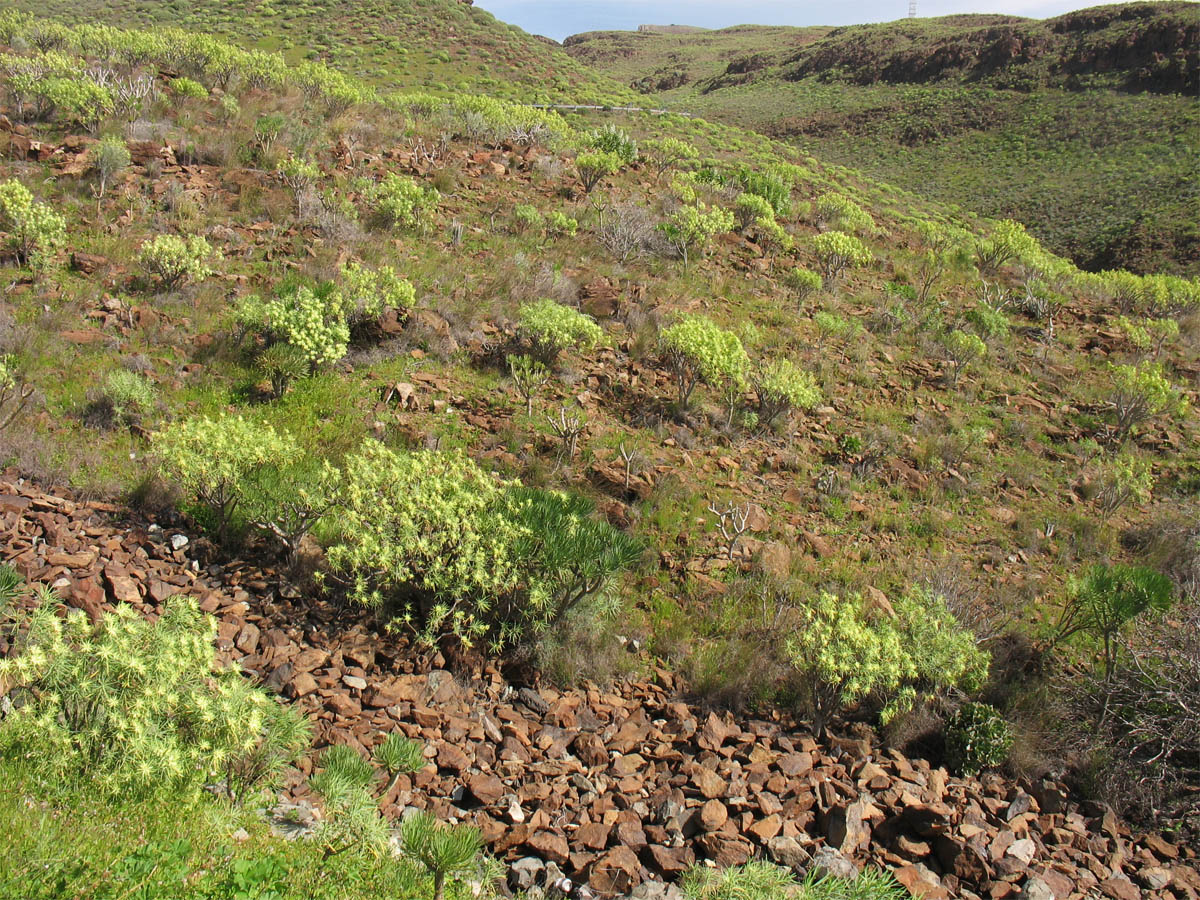 Ущелья к северу от Маспаломаса, изображение ландшафта.