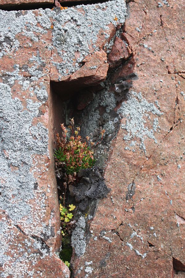 Дальние Зеленцы, image of landscape/habitat.