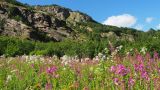 Аманауз, image of landscape/habitat.