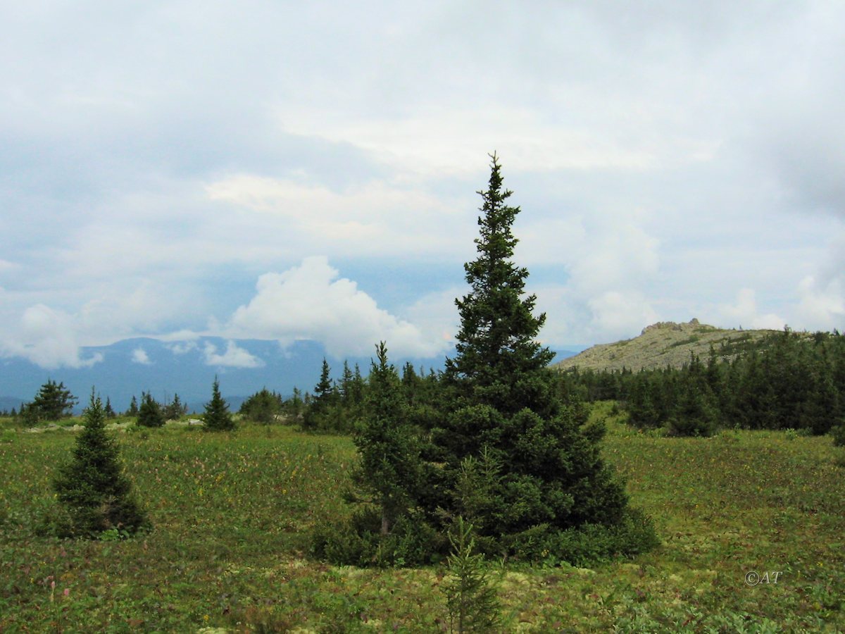 Большой Иремель, image of landscape/habitat.