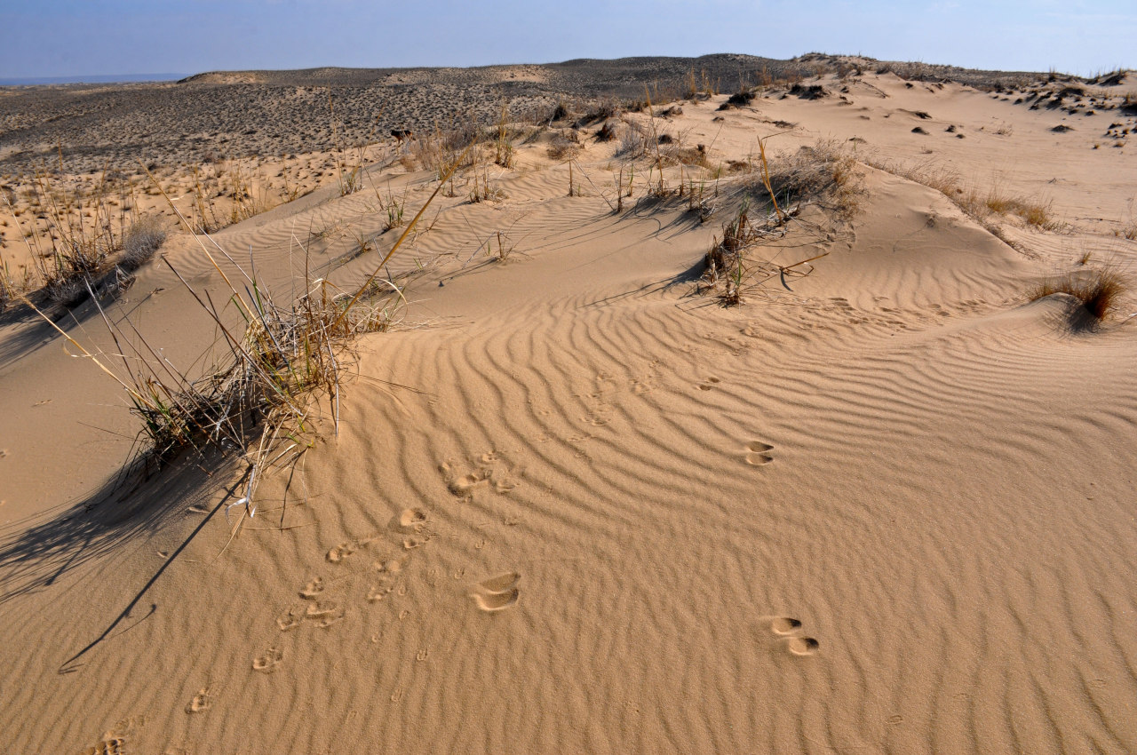 Голубинские пески, image of landscape/habitat.