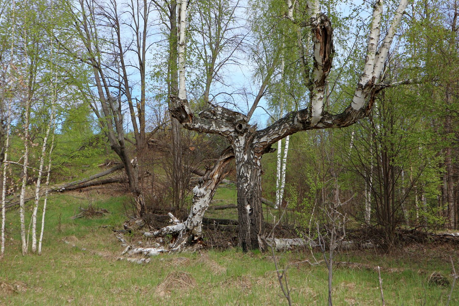 Окрестности села Свиногорье, image of landscape/habitat.