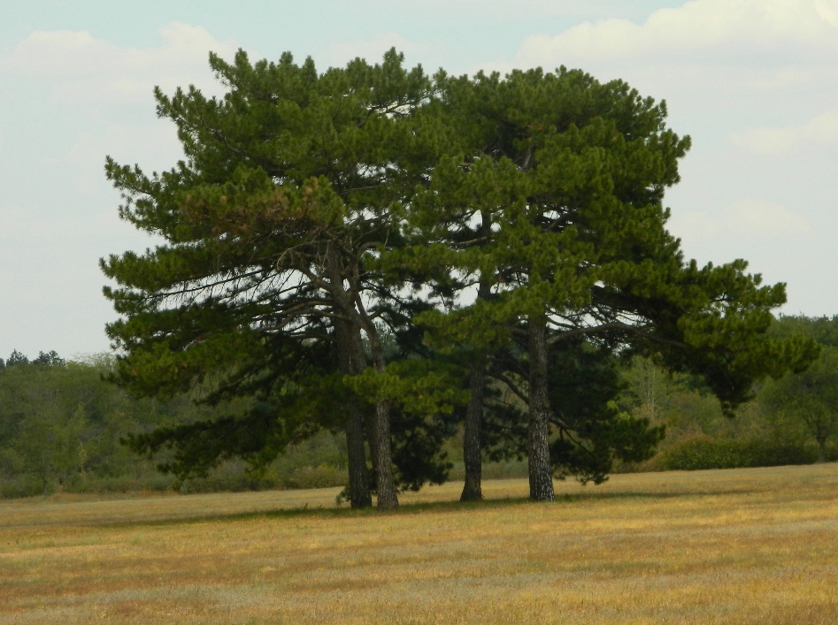 Дендропарк "Аскания-Нова", image of landscape/habitat.