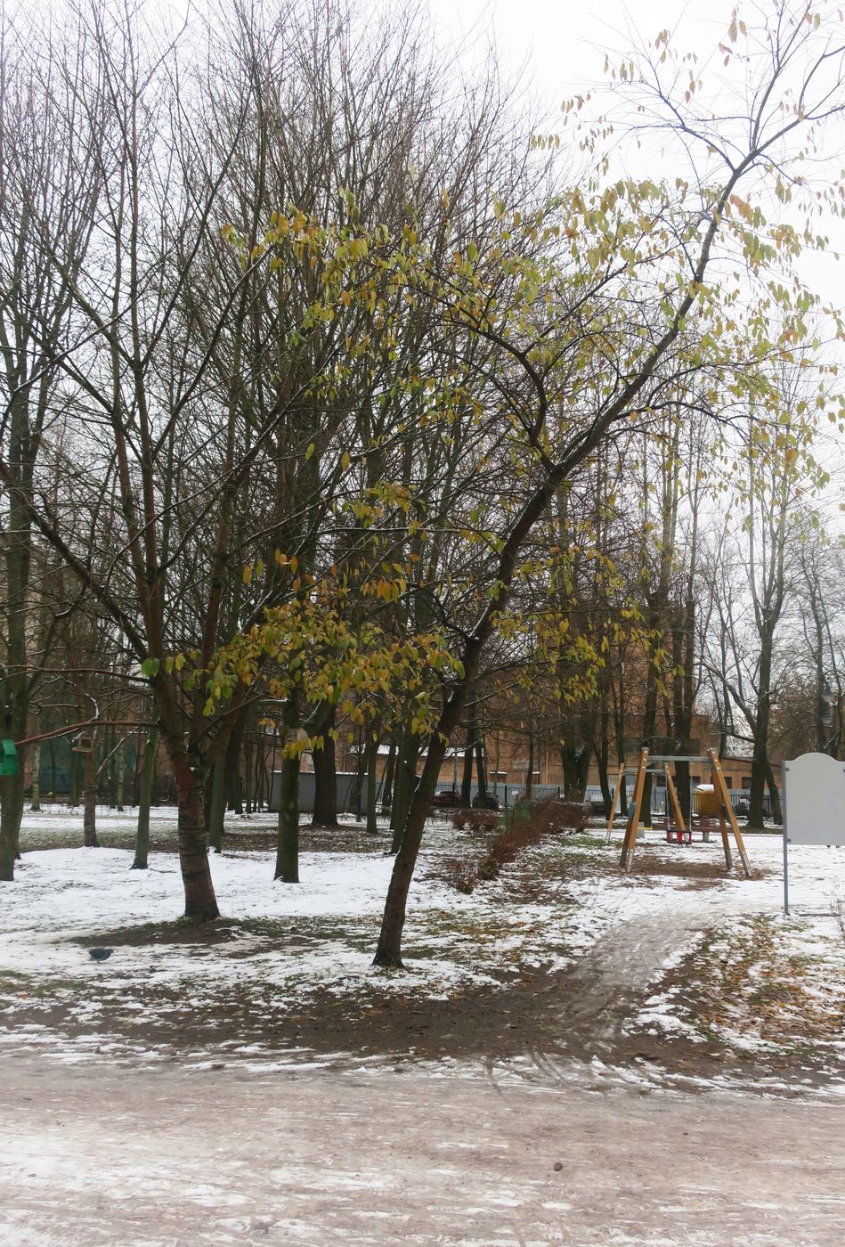 Василеостровский район, image of landscape/habitat.