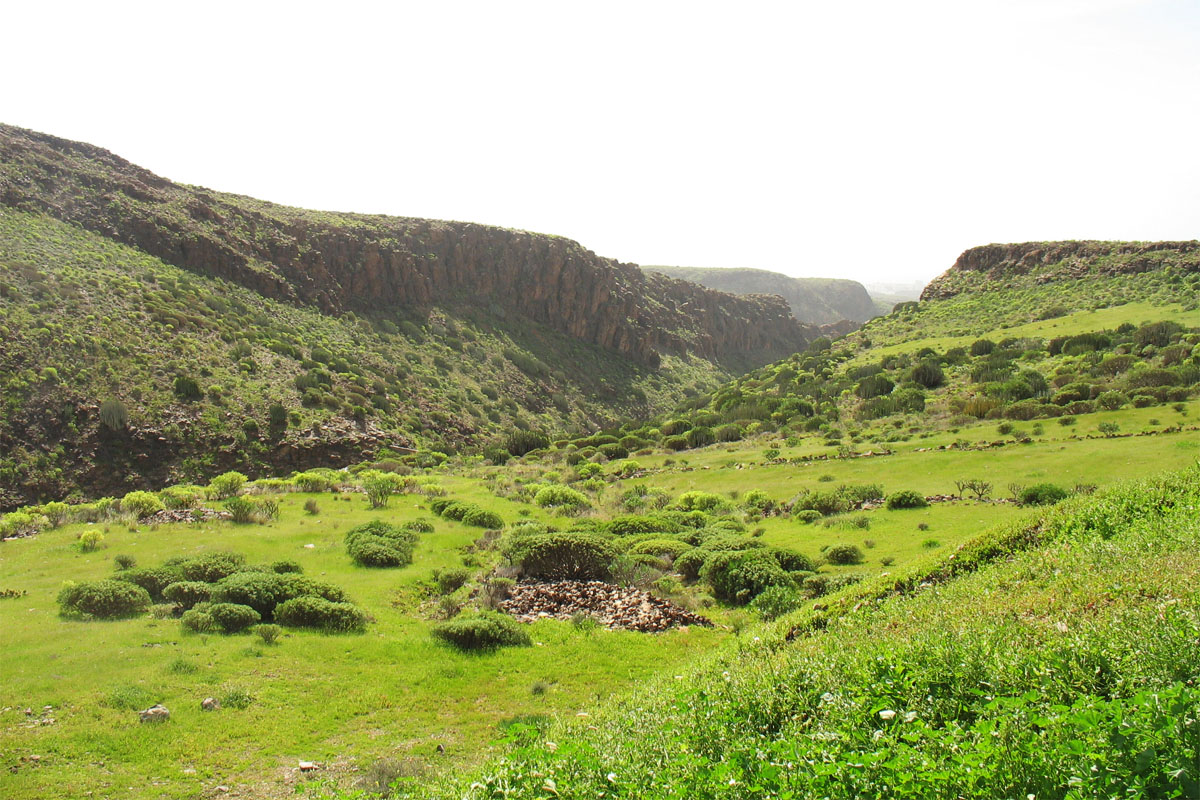 Ущелья к северу от Маспаломаса, image of landscape/habitat.