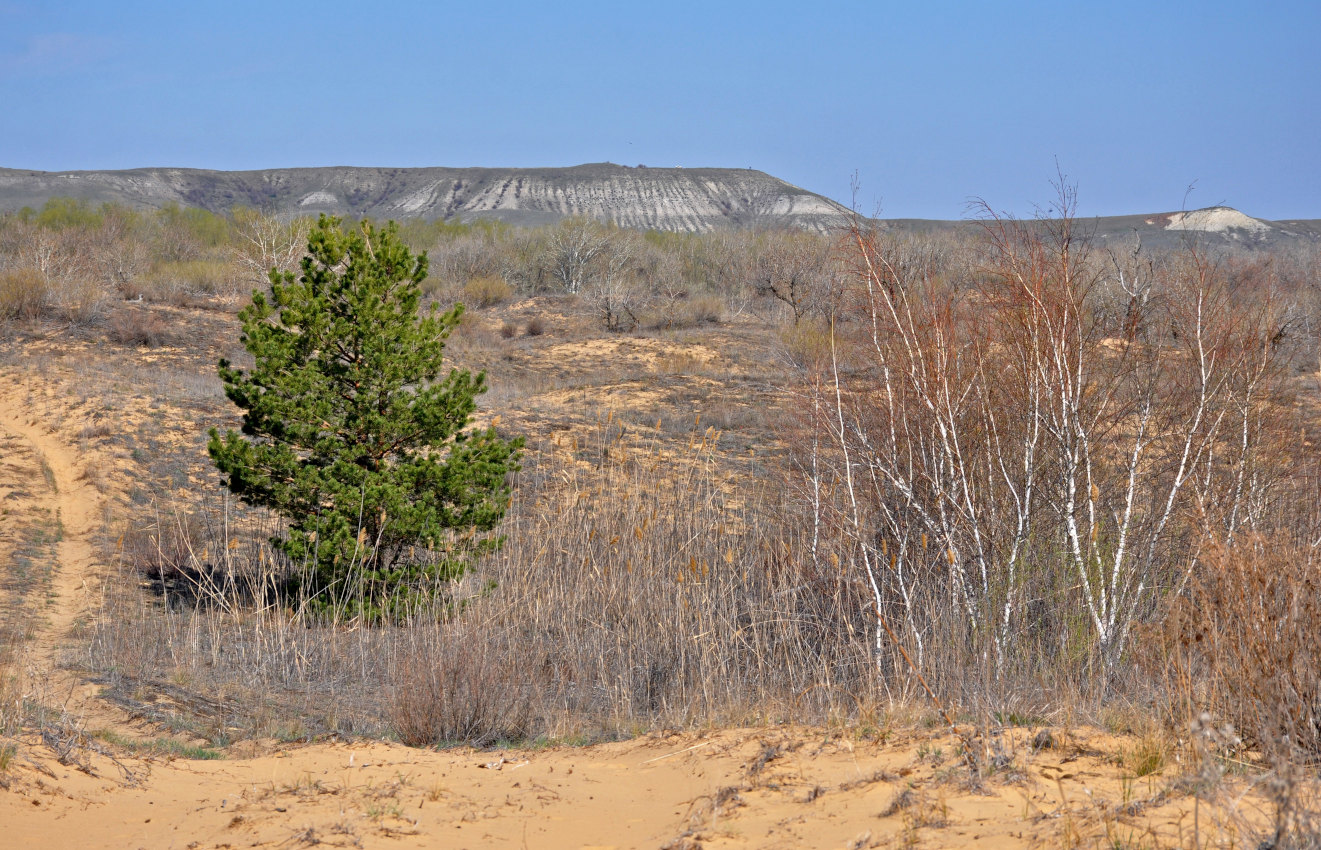 Голубинские пески, image of landscape/habitat.