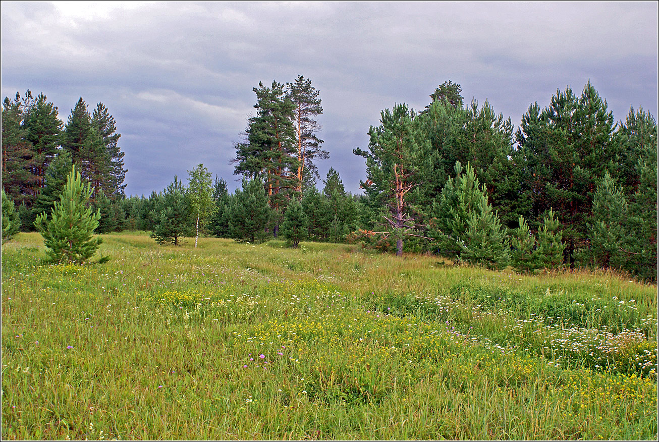 Лесничество «Красный Маяк», image of landscape/habitat.