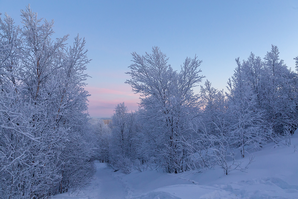 Горелая сопка, image of landscape/habitat.