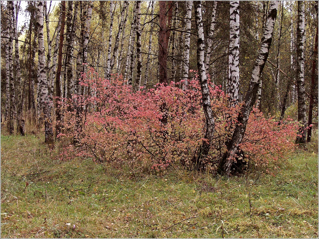 Кузьминский лесопарк, image of landscape/habitat.