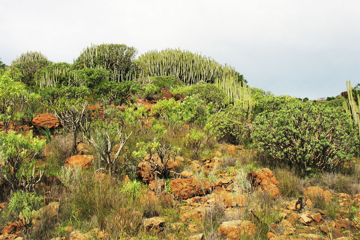 Ущелья к северу от Маспаломаса, image of landscape/habitat.