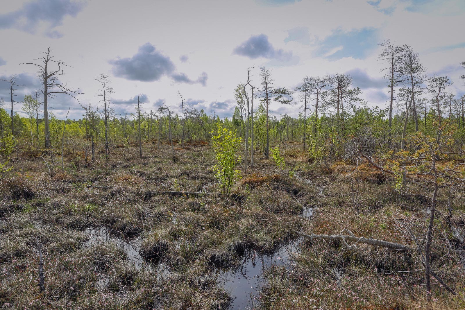 Окрестности Краснокамска, image of landscape/habitat.