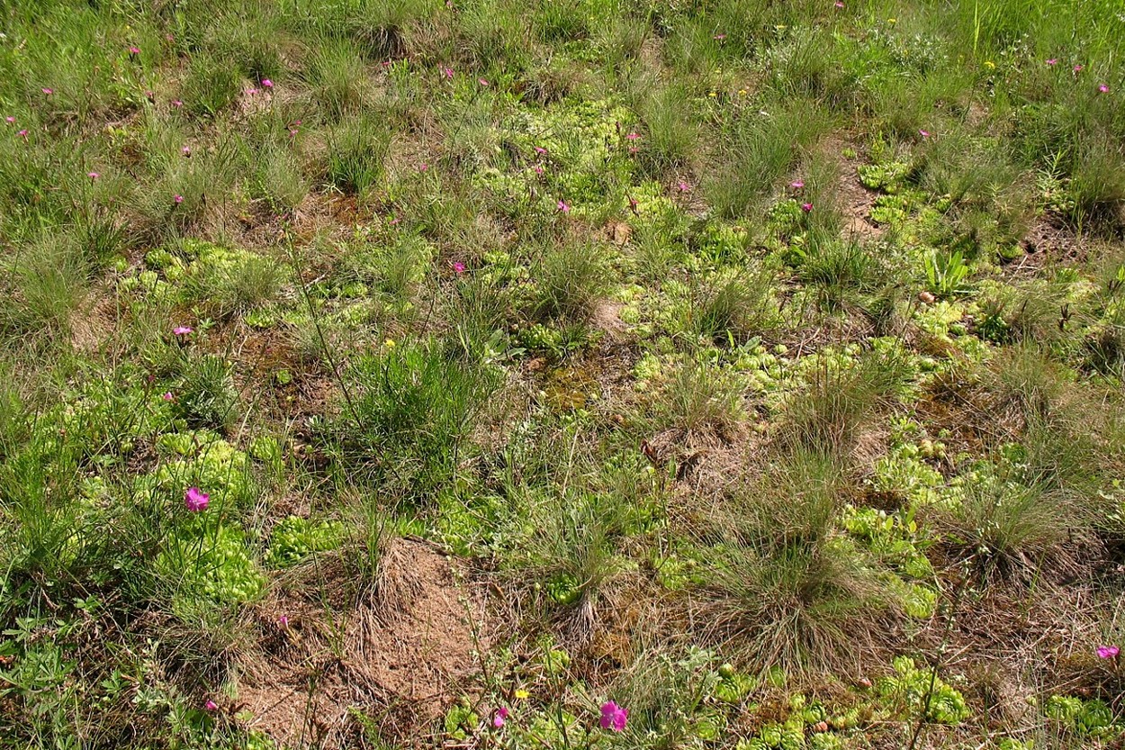 Приокско-Террасный заповедник, image of landscape/habitat.