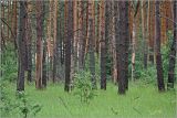 Лесничество «Красный Маяк», image of landscape/habitat.