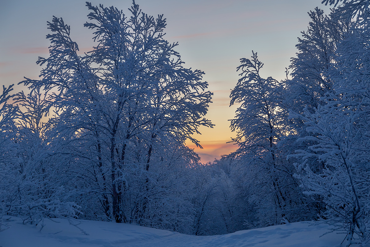Горелая сопка, image of landscape/habitat.