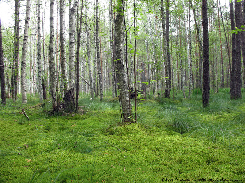 Чаваш Вармане, image of landscape/habitat.