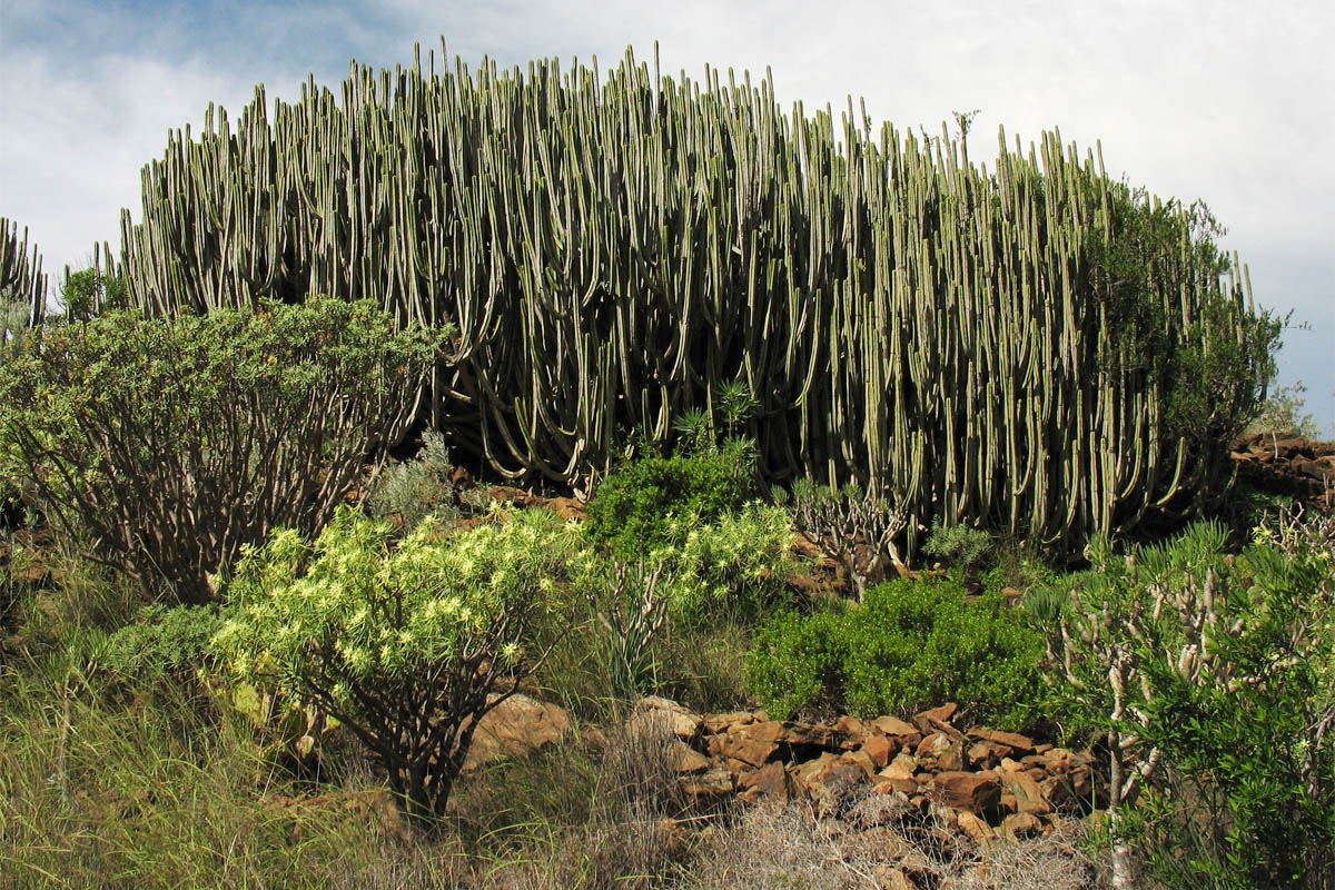 Ущелья к северу от Маспаломаса, image of landscape/habitat.