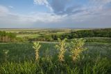 Аксайская степь, image of landscape/habitat.