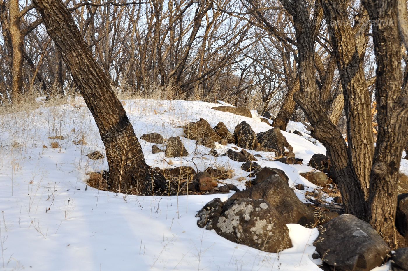 Монакино, image of landscape/habitat.