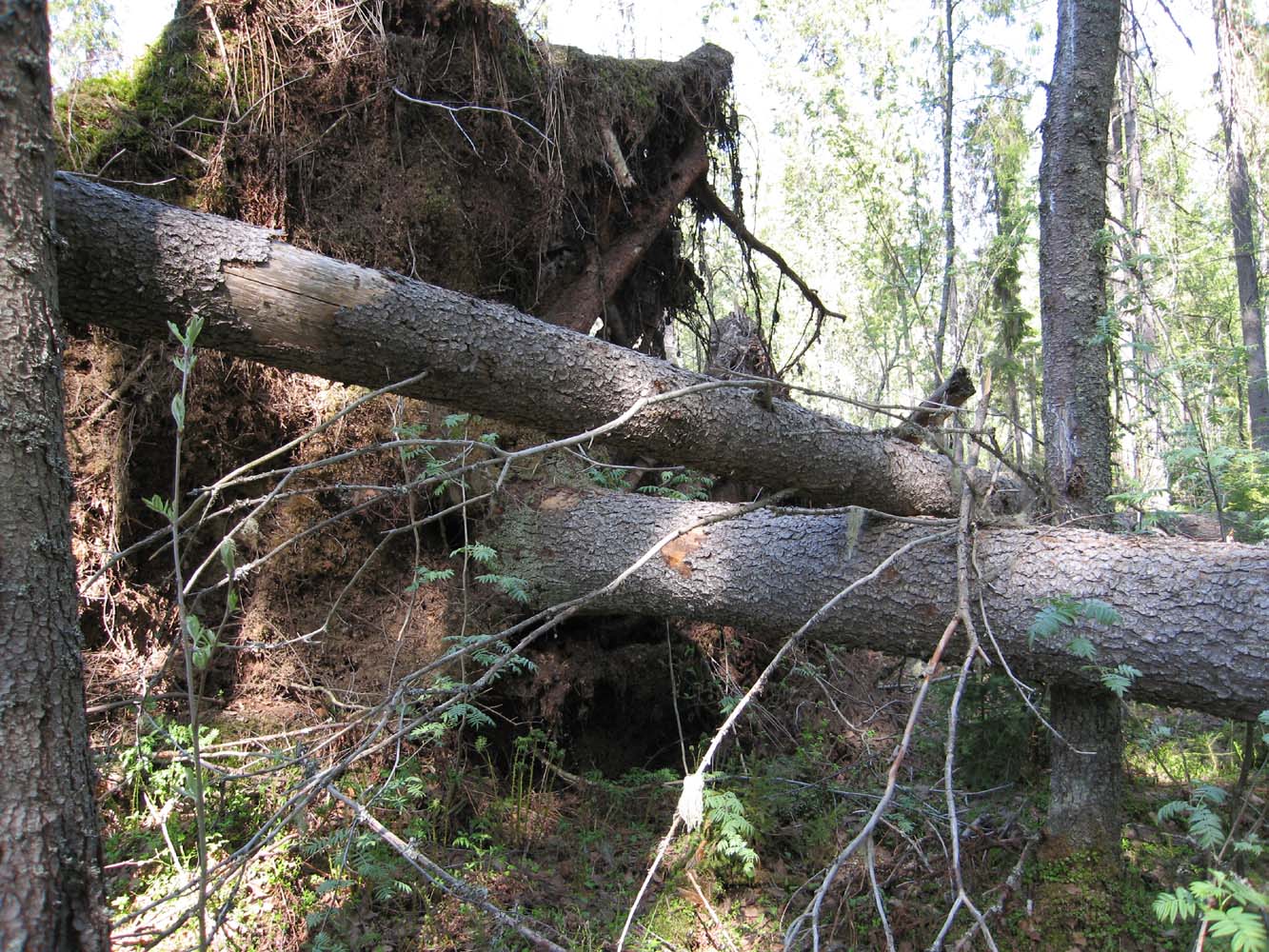 Заповедник "Кологривский лес", image of landscape/habitat.