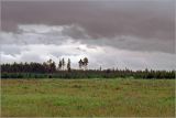 Лесничество «Красный Маяк», image of landscape/habitat.