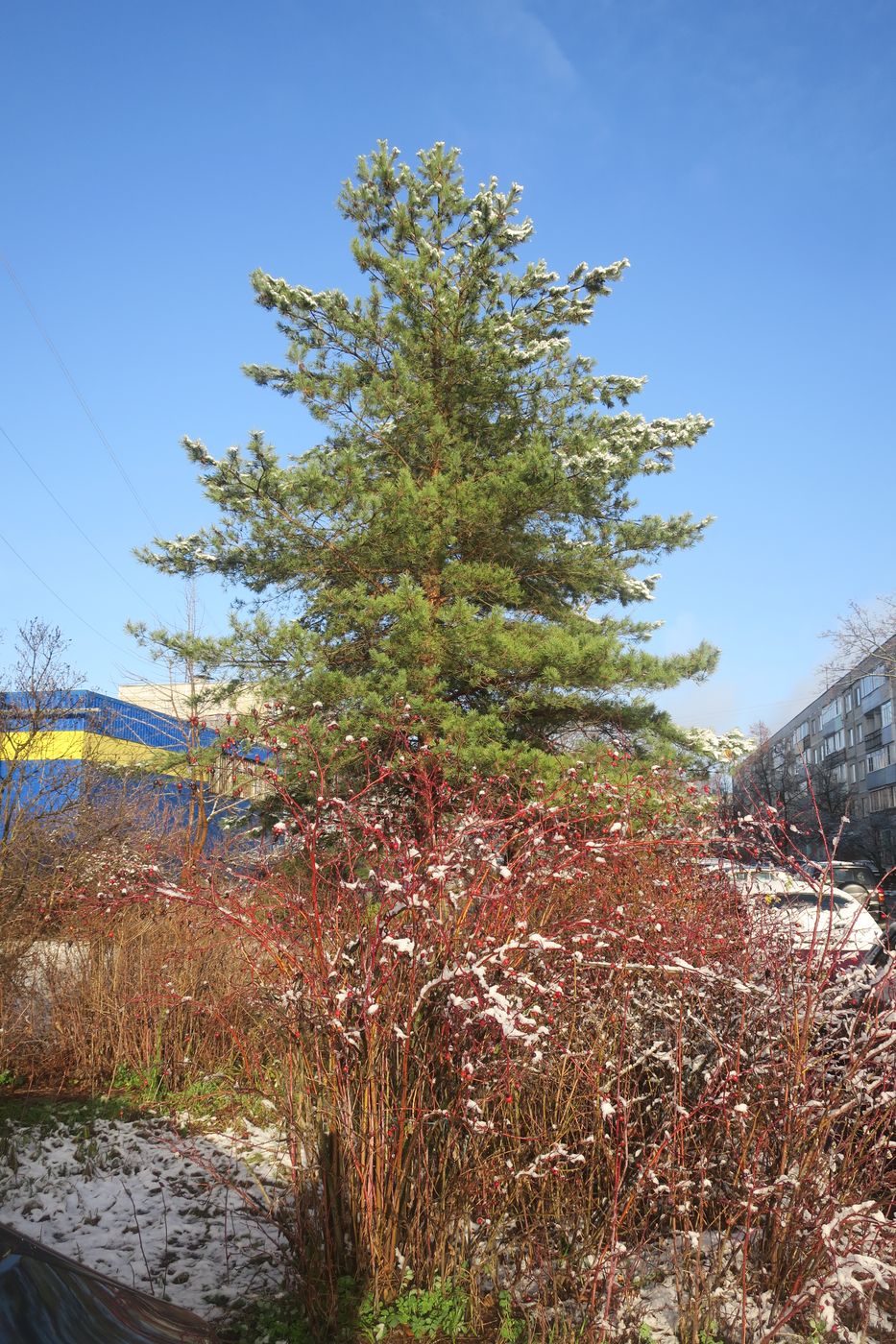 Электрогорск и его окрестности, image of landscape/habitat.