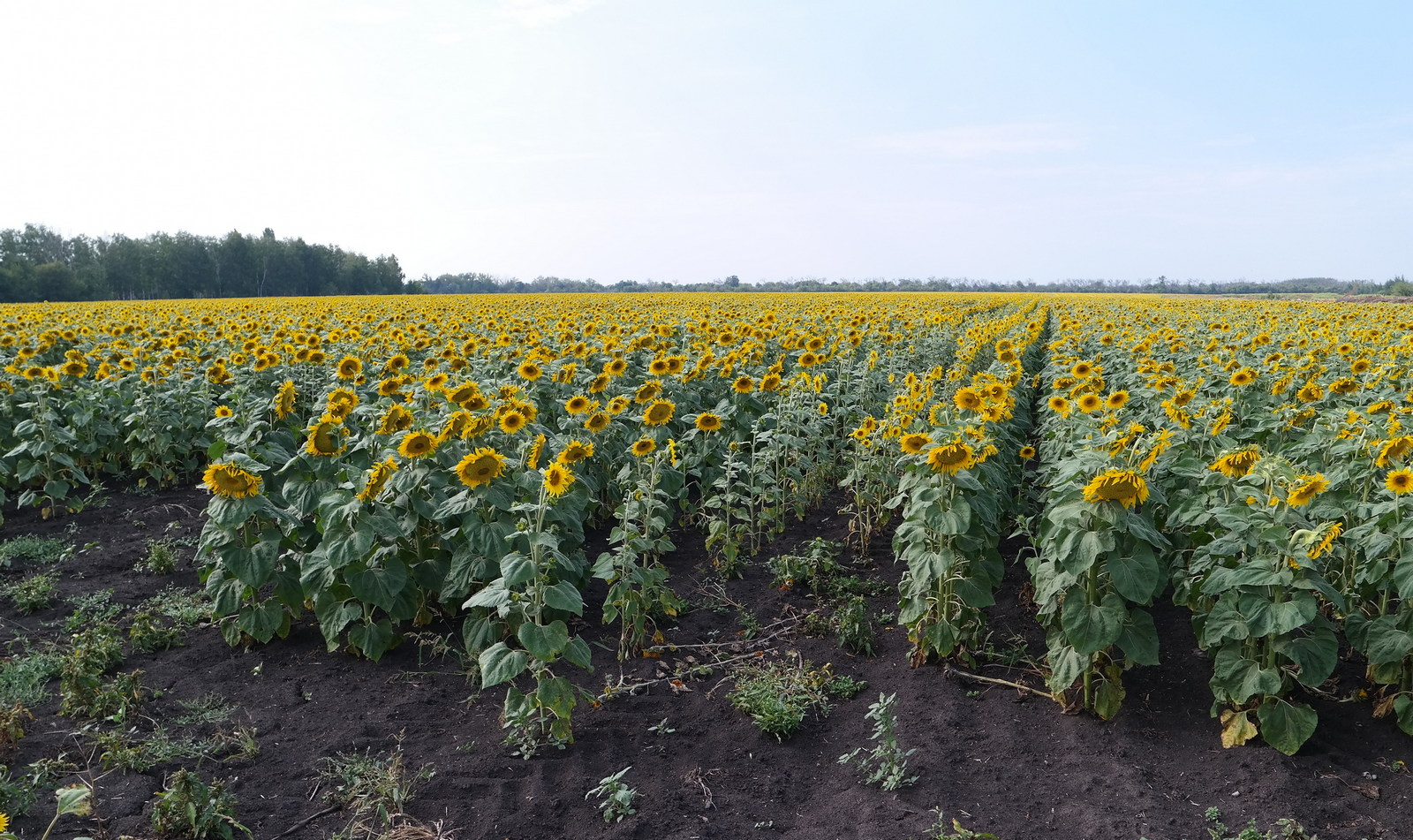 Тройня, image of landscape/habitat.