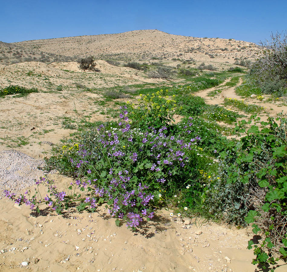 Негев, image of landscape/habitat.