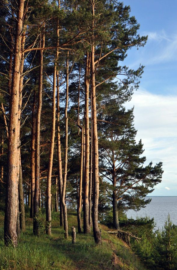 Остров Верхний, image of landscape/habitat.