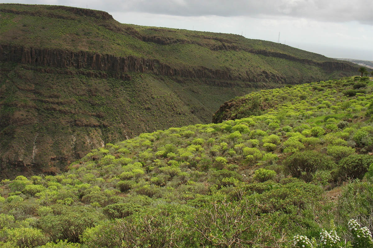 Ущелья к северу от Маспаломаса, image of landscape/habitat.