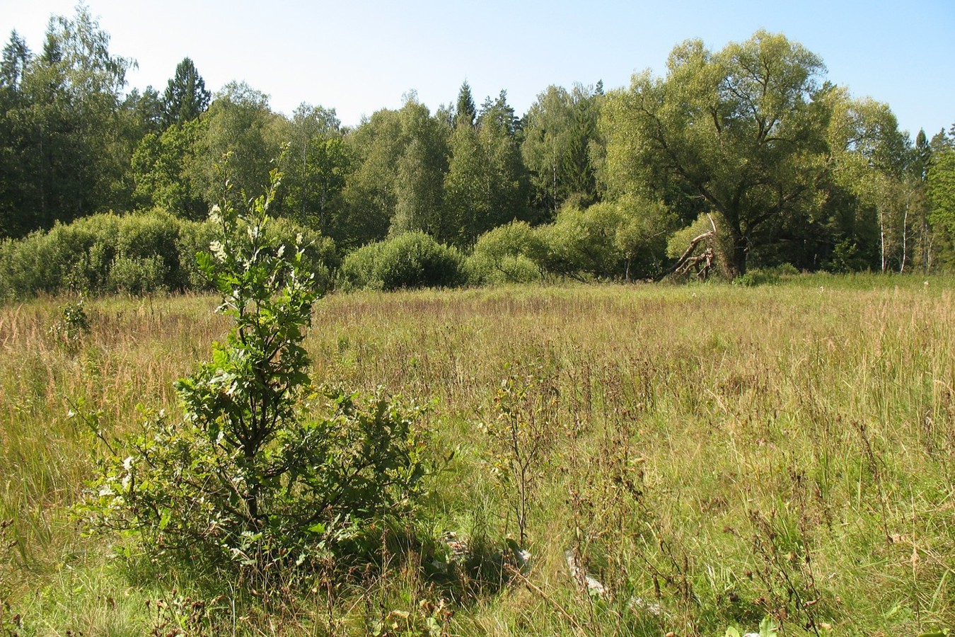 Приокско-Террасный заповедник, image of landscape/habitat.