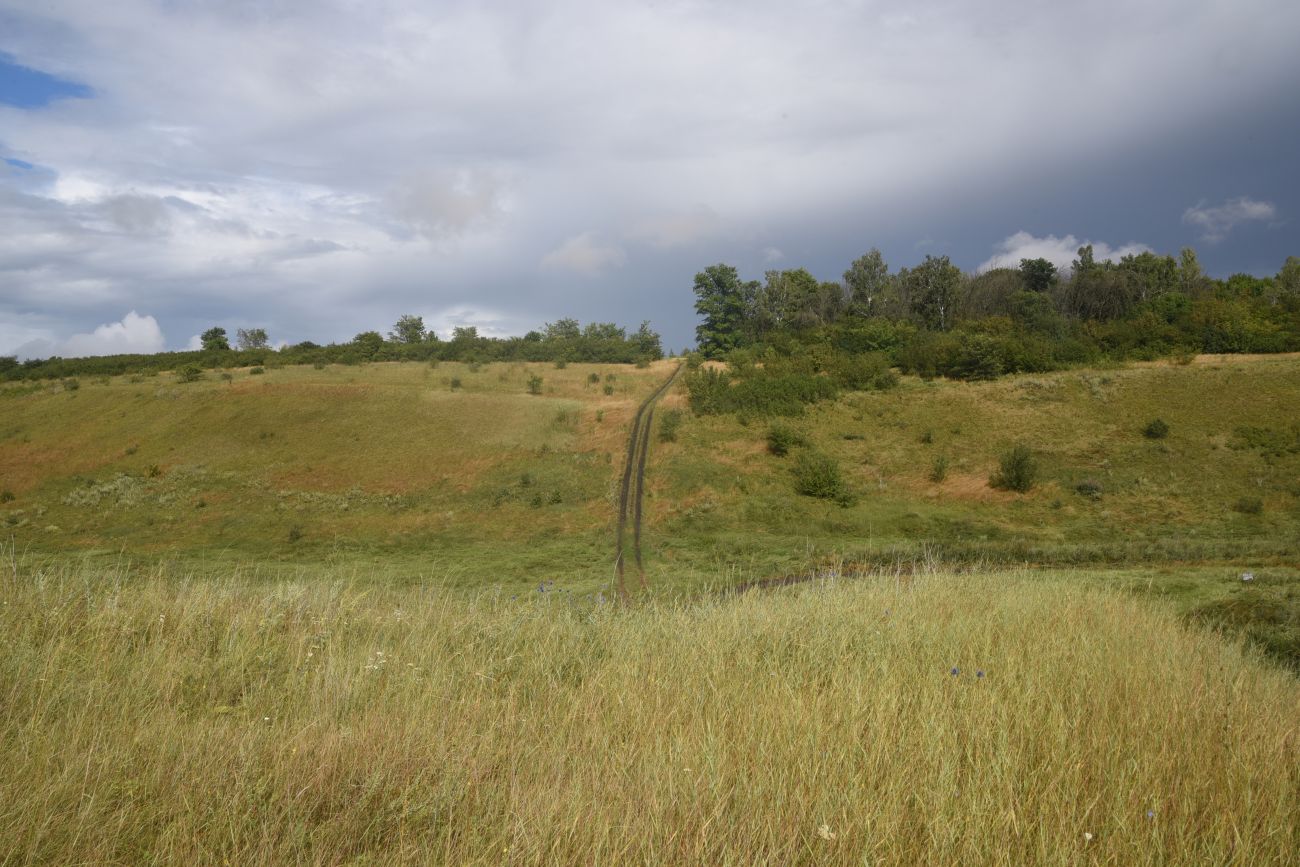 Школьный бугор, image of landscape/habitat.