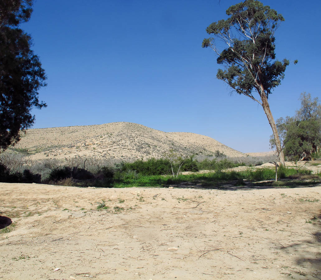Негев, image of landscape/habitat.
