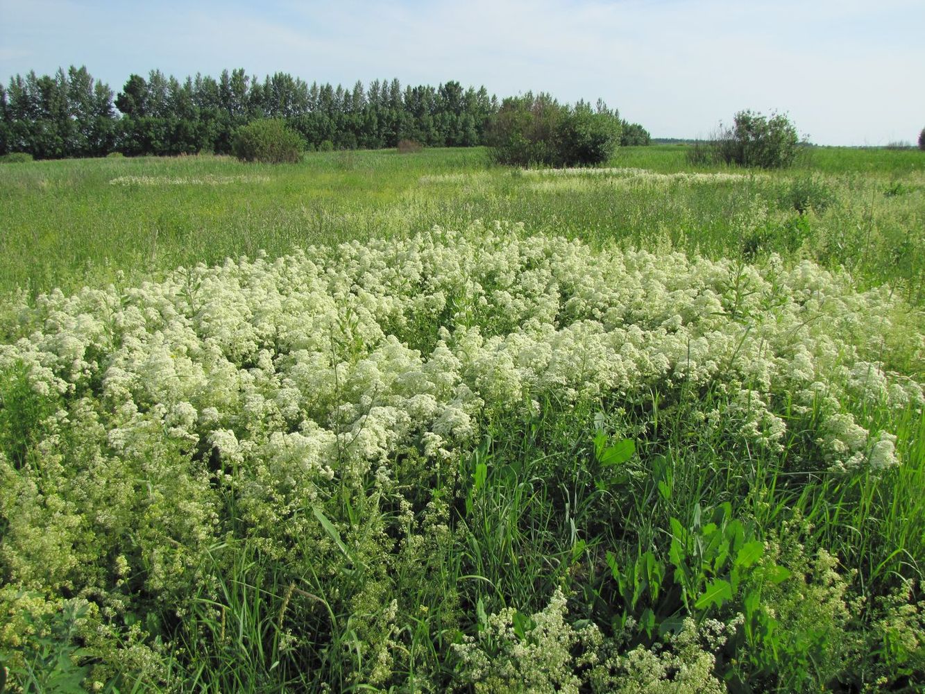 Новая Васильевка, image of landscape/habitat.