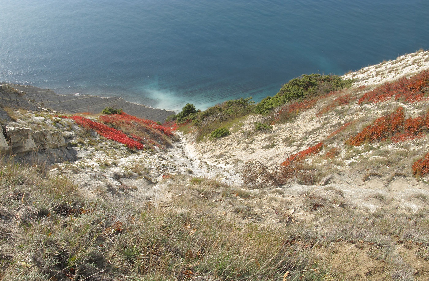 Приморские склоны у Варваровки, image of landscape/habitat.